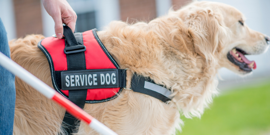 What Documentation Can Landlords Request for Service Animals & ESAs?